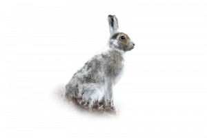 Schneehase - Wildtiere in Europa