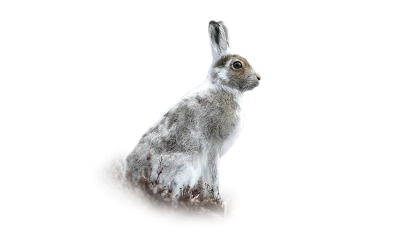 Schneehase