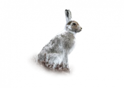 Schneehase