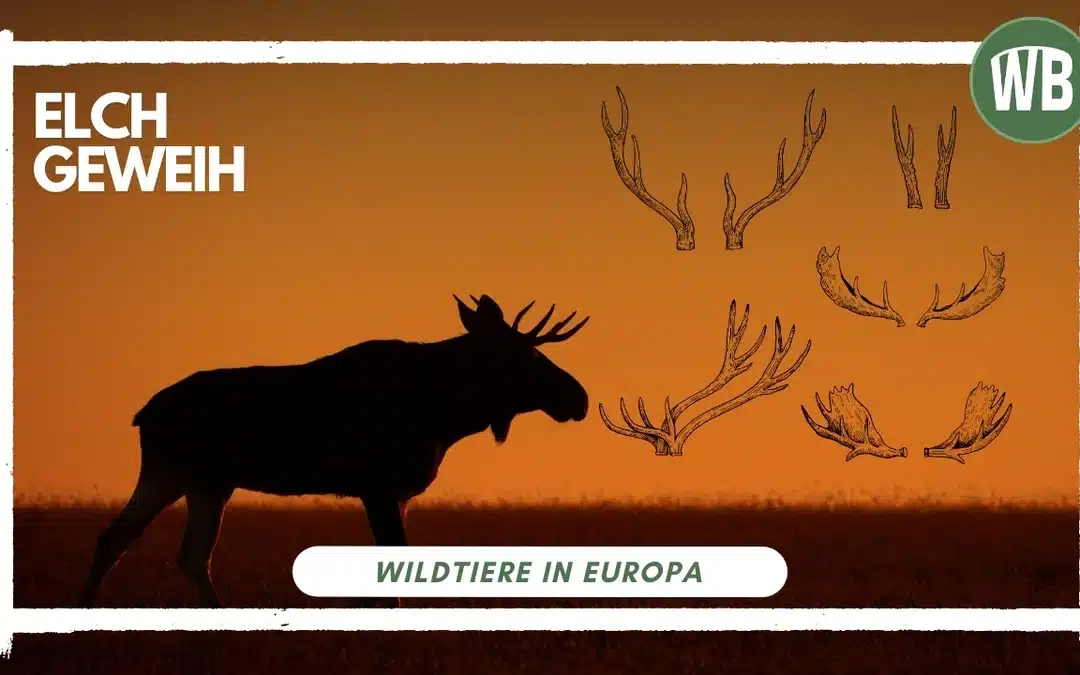 Elch Geweih – Ein Symbol der Wildnis