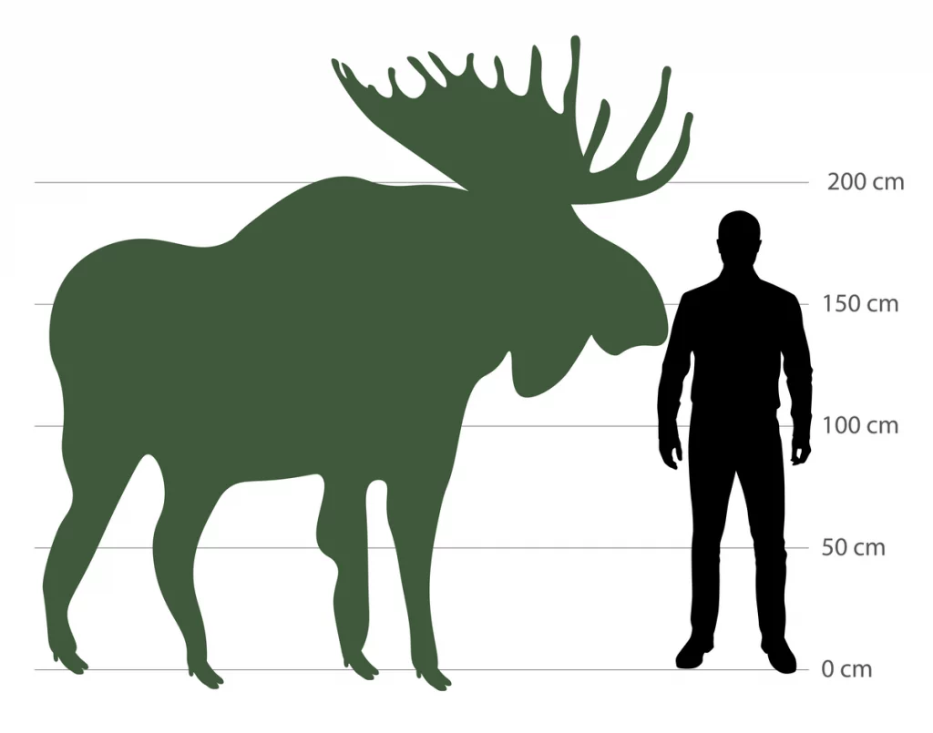 Elch Größe – Wie groß ist der König der Wälder? - Wildtiere in Europa