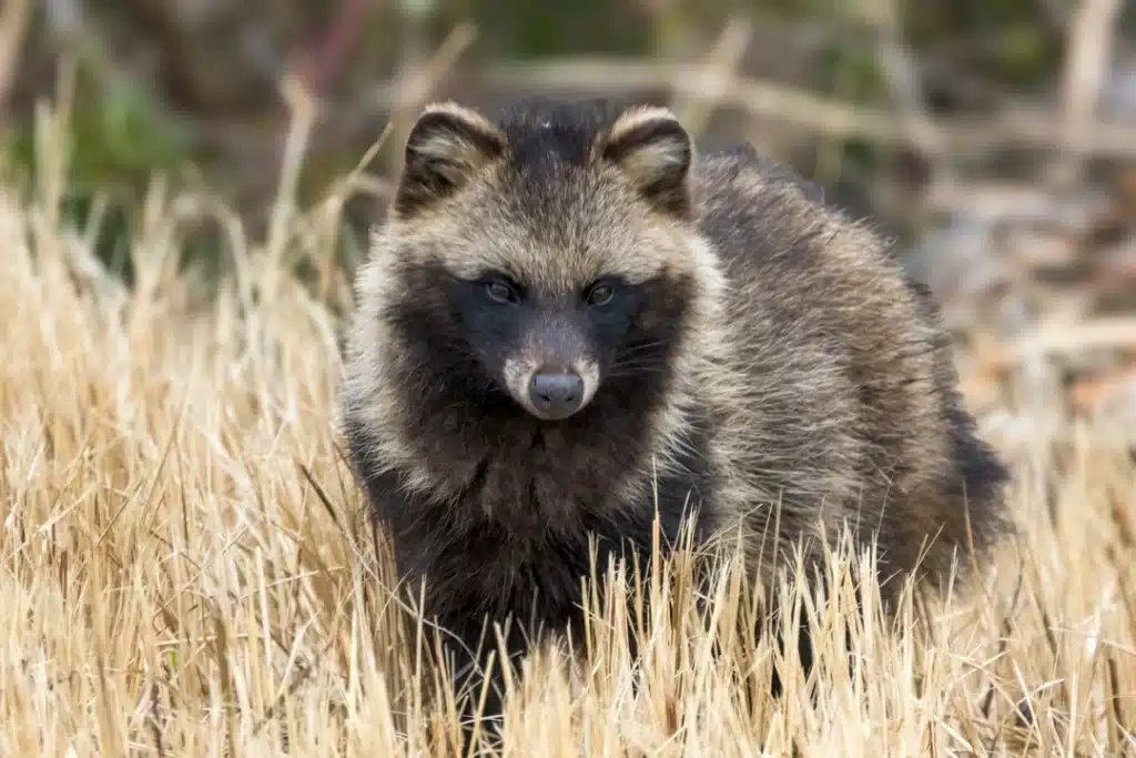 Ist der Marderhund gefährlich - Wildtiere in Europa