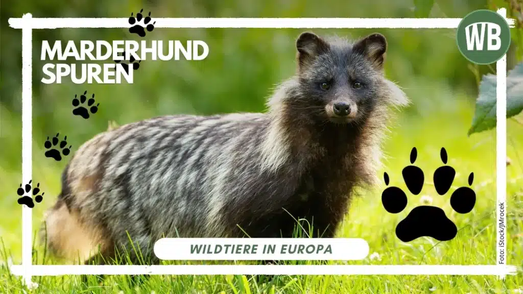 Marderhund Spuren und wie man sie erkennt - Wildtiere in Europa