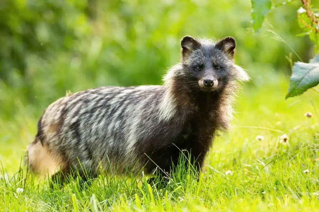 Marderhund - Wildtiere in Europa