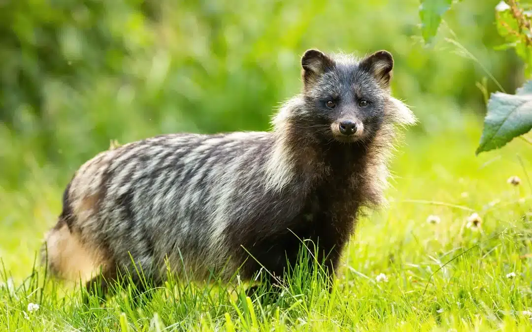 Marderhund im Garten – was tun?