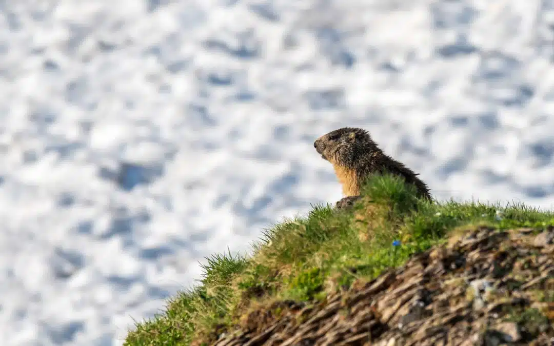 Murmeltier Winterschlaf: Ein Wunder der Natur