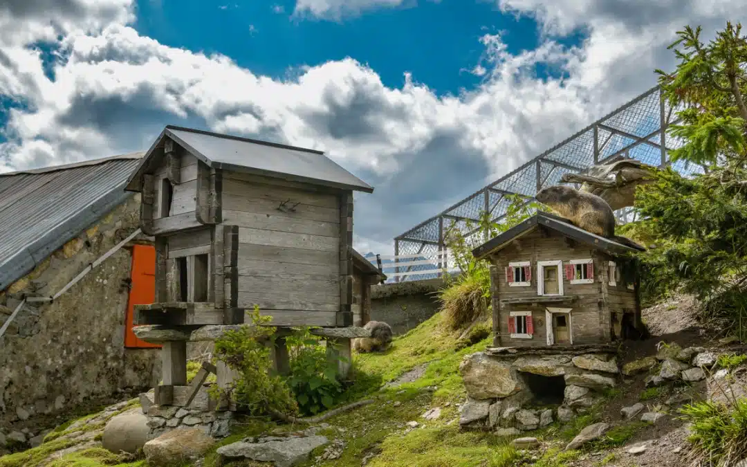Murmeltier als Haustier: Was du wissen solltest