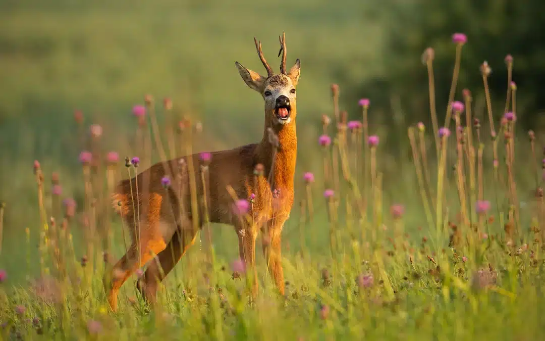 Reh Geräusche: Wenn das Reh wie ein Hund bellt