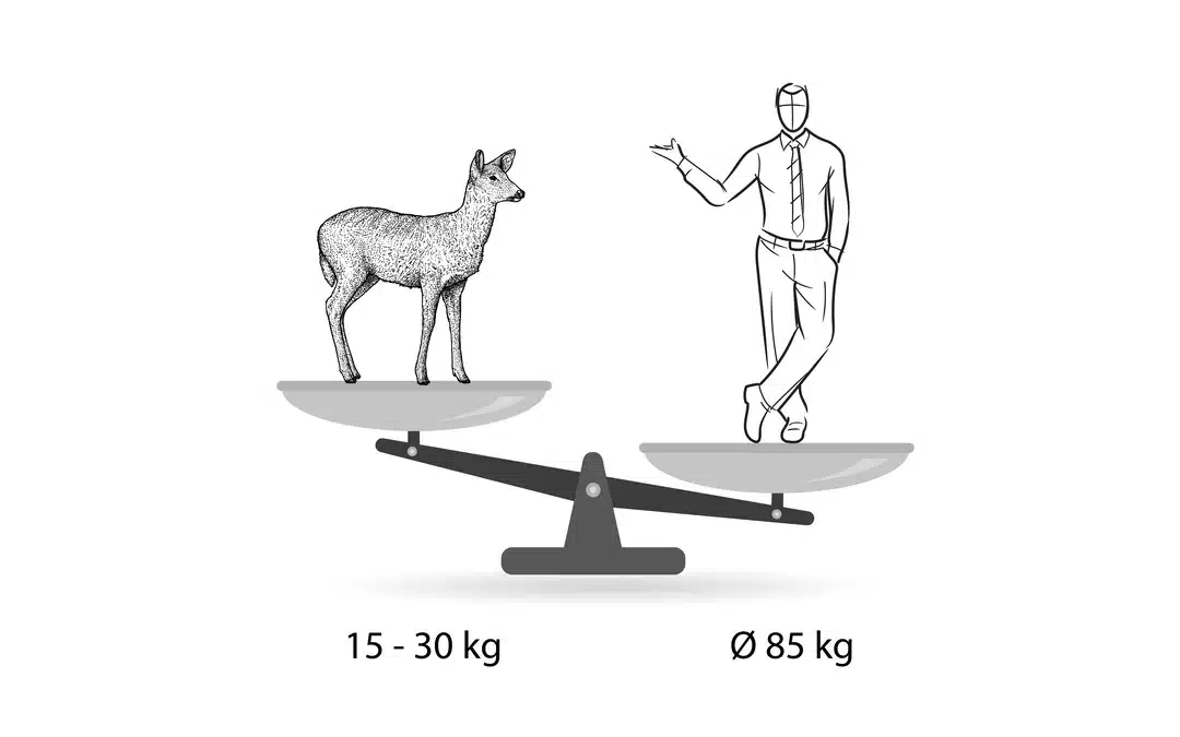 Reh Gewicht: Leichtgewicht unter den Waldbewohnern