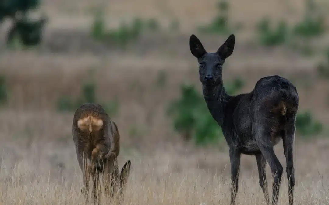 Reh in Schwarz – Ein seltenes Phänomen in der Wildtierwelt