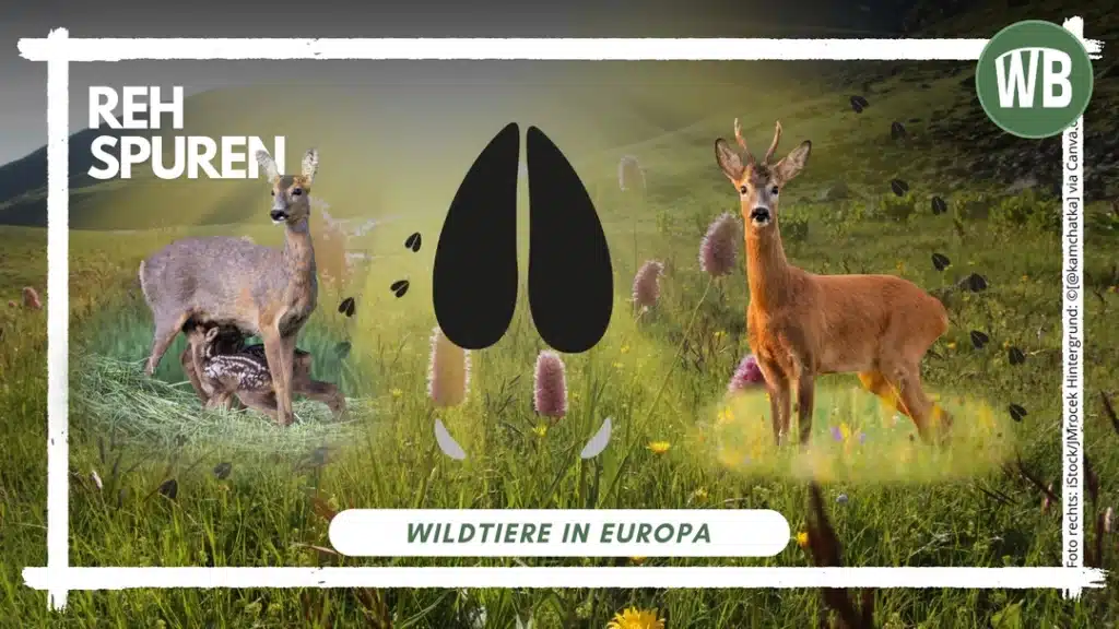 Reh Spuren - Wildtiere in Europa