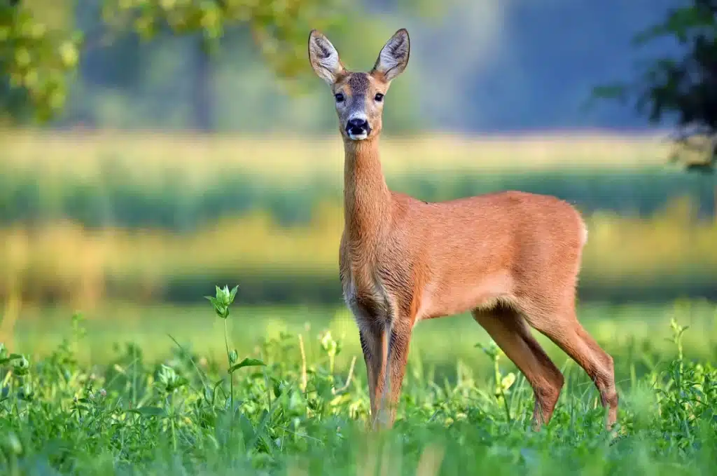 Reh Weiblich - Wildtiere in Deutschland