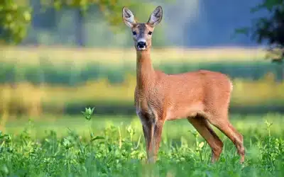 Reh Weiblich – Die Ricke und ihre besonderen Merkmale