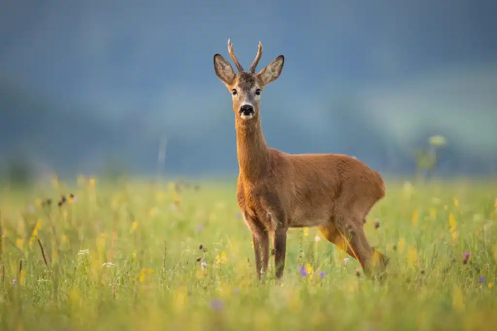 Rehbock - Wildtiere in Deutschland