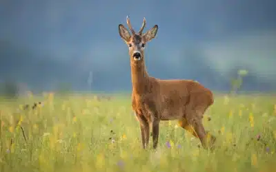 Der Rehbock – Einzigartiger Charakter im Wald