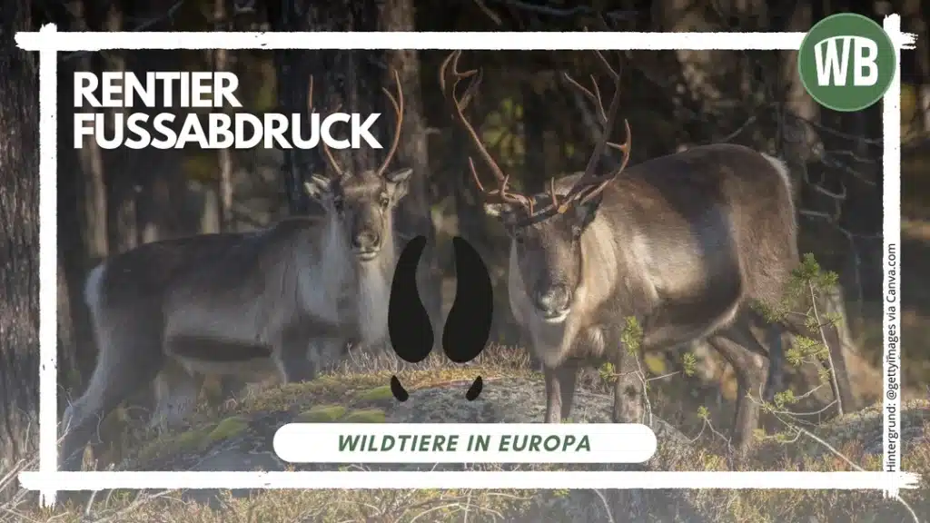 Rentier Fußabdruck - Wildtiere in Europa