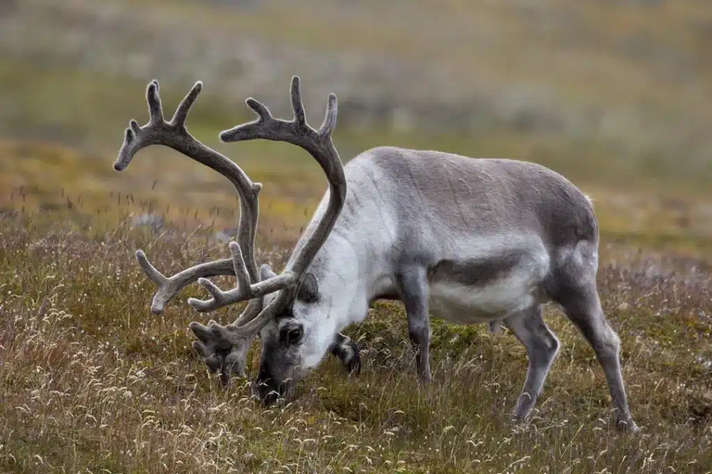 Rentier Geweih - Wildtiere in Europa