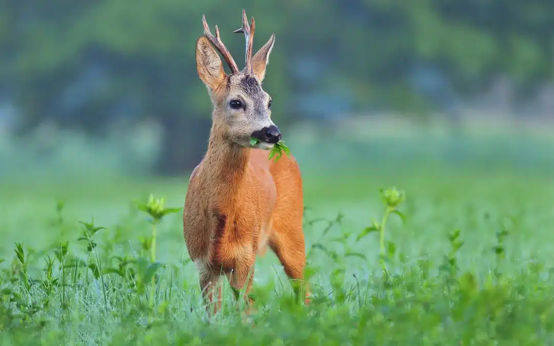 Was fressen Rehe? Die Nahrung des Waldbewohners im Fokus