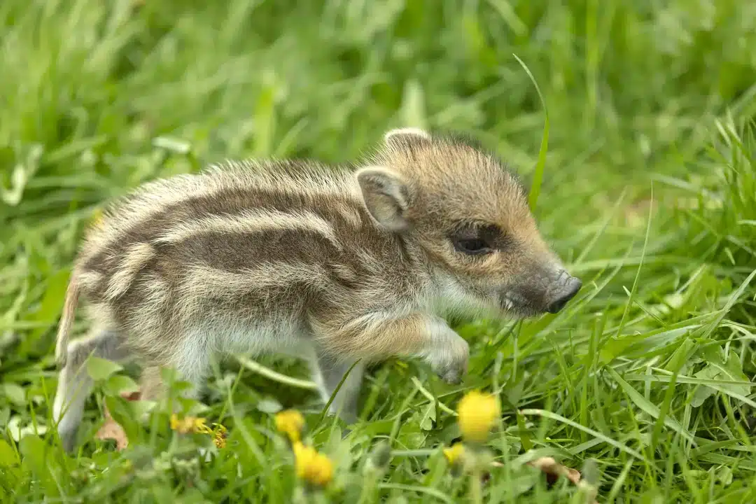 Wildschwein Baby auf einer Wiese - Wildtiere in Europa