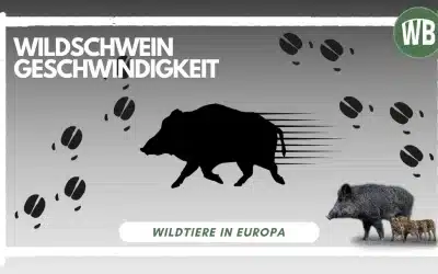 Wildschwein Geschwindigkeit