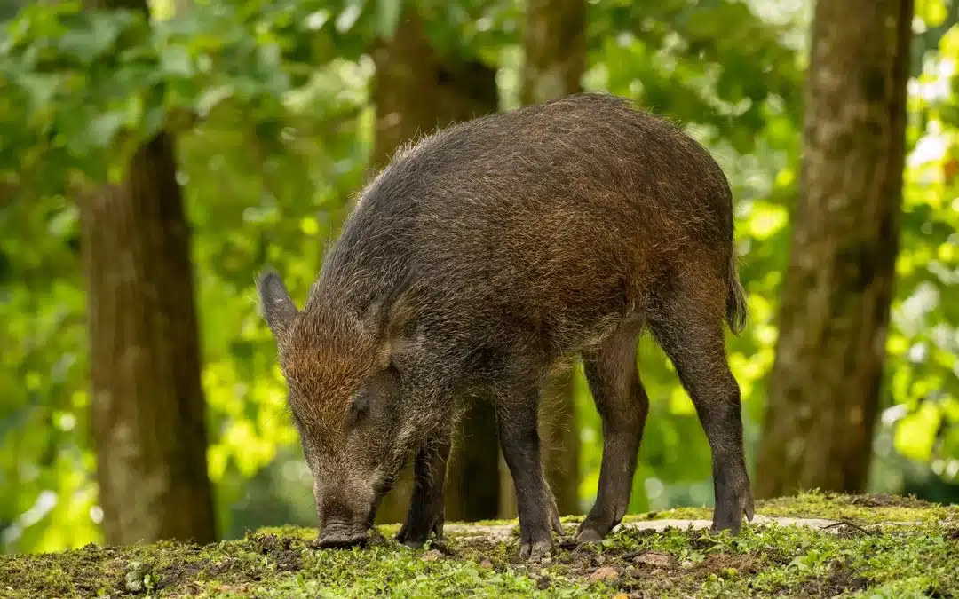 Wildschwein Nahrung – Das steckt auf dem Speiseplan der Allesfresser