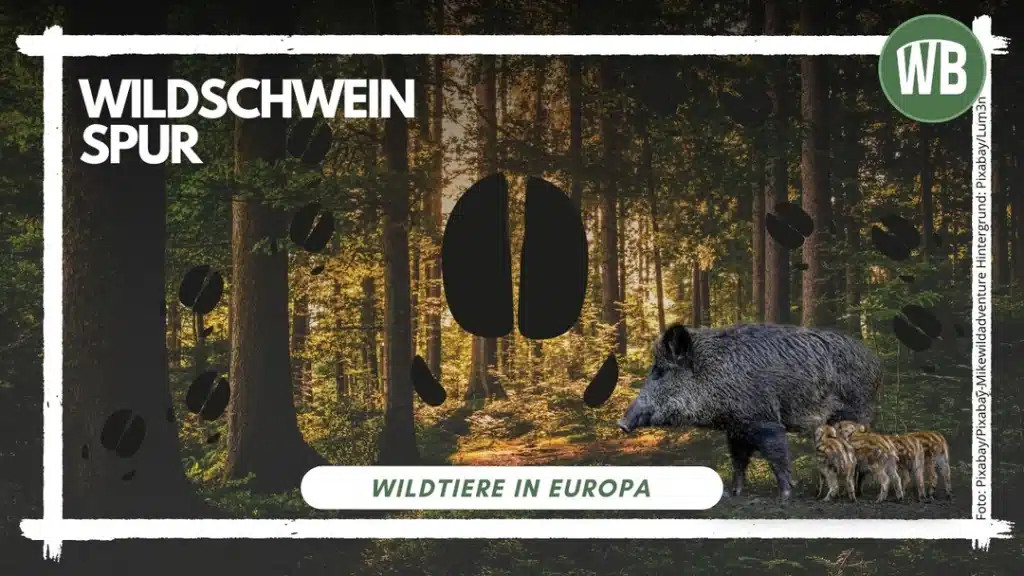 Wildschwein Spur - Wildtiere in Europa