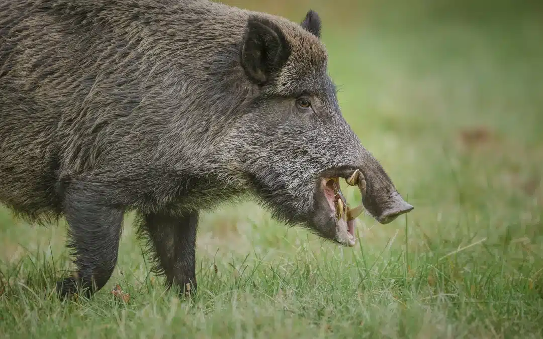 Wildschwein Zähne – Faszinierende Werkzeuge der Natur