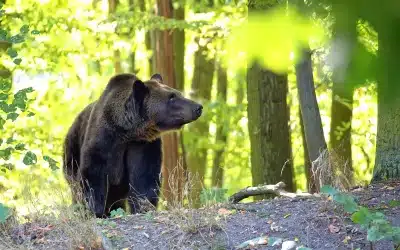Braunbär Alter – Lebenserwartung und Einflussfaktoren bei wildlebenden Tieren