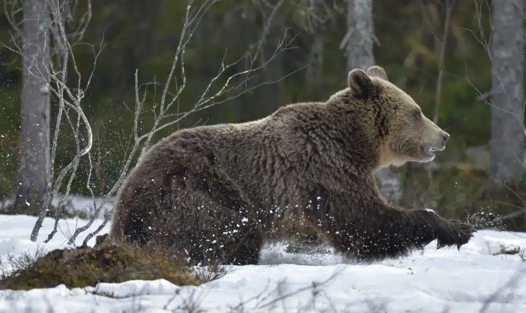 Braunbär Geschwindigkeit - Wildtiere in Europa
