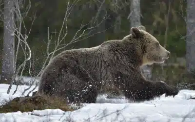 Wie schnell ist ein Braunbär? – Ein Blick auf ihre beeindruckende Geschwindigkeit