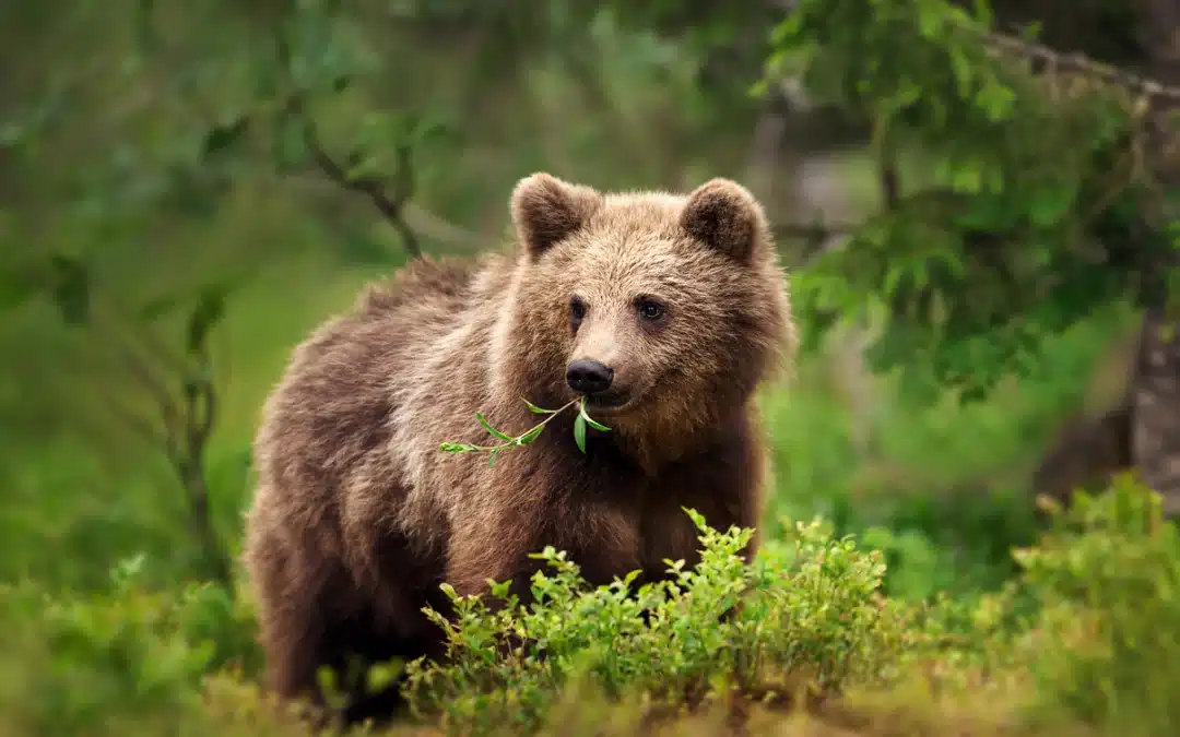 Braunbär Nahrung – Ein Blick in den abwechslungsreichen Speiseplan