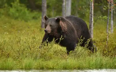 Braunbär Schweden – Leben, Verbreitung und Bedeutung in der schwedischen Wildnis
