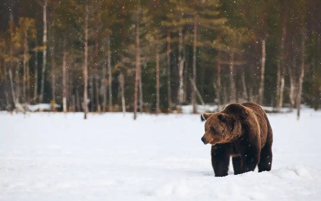Braunbär Winterschlaf – Anpassung und Überleben in der kalten Jahreszeit