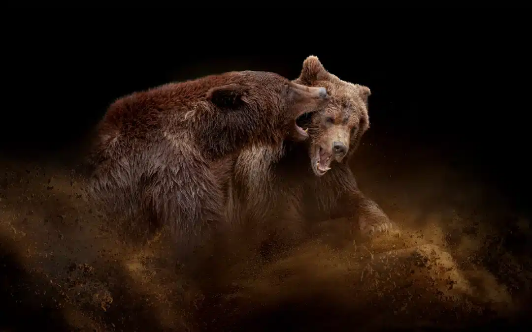 Braunbär gefährlich – Verhalten und Vorsichtsmaßnahmen im Umgang mit diesen Wildtieren