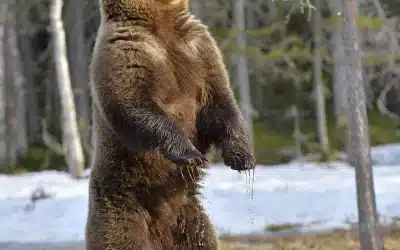 Braunbär Stehend – Ein Blick auf die beeindruckende Aufrecht-Höhe