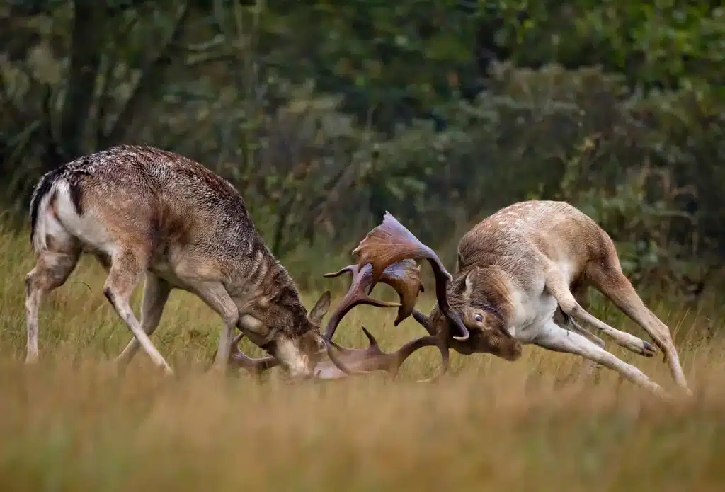 Damhirsch Brunft - Damhirsch Kampf - Wildtiere in Europa