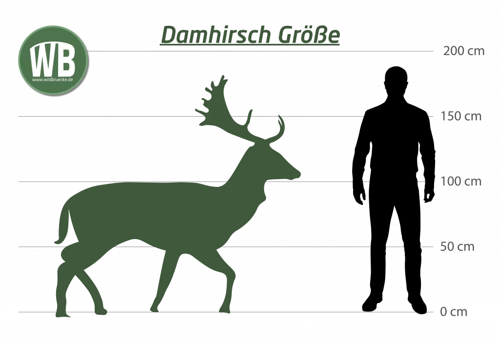 Damhirsch Größe - Wildtiere in Europa