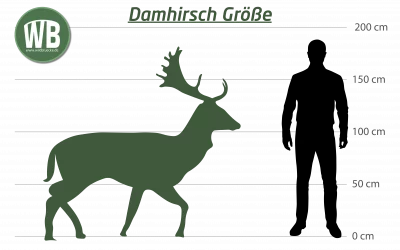 Damhirsch Größe – Ein detaillierter Blick auf Maße, Einflussfaktoren und ökologische Bedeutung