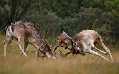 Damwild Brunftzeit – Kämpfe und rülpsartige Geräusche im Fokus
