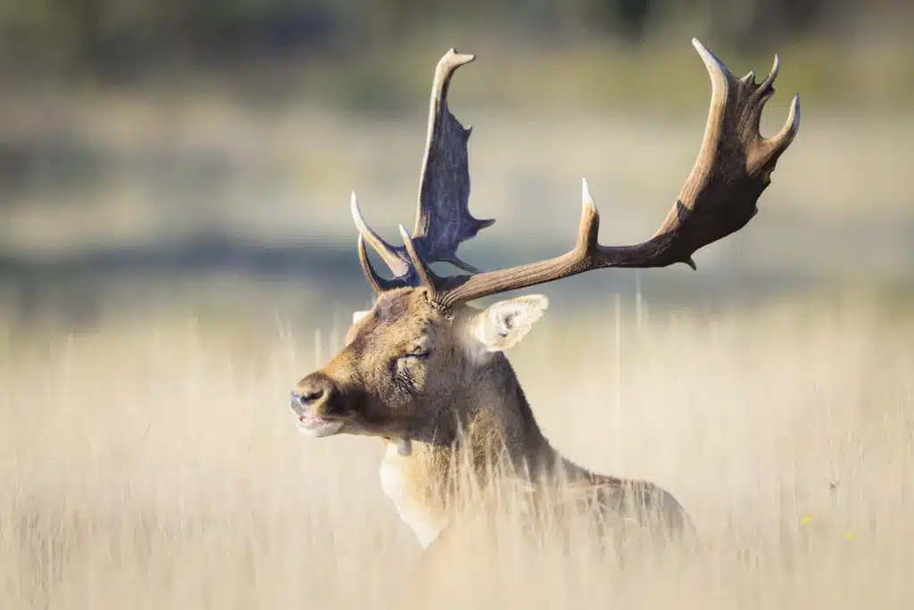 Damwild Geweih - Wildtiere in Europa