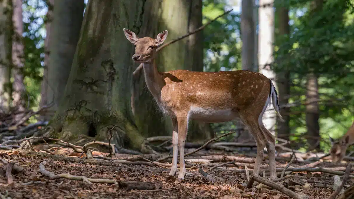 Damwild Kuh Setzzeit - Wildtiere in Europa