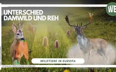 Damwild Reh Unterschied – Ein detaillierter Vergleich