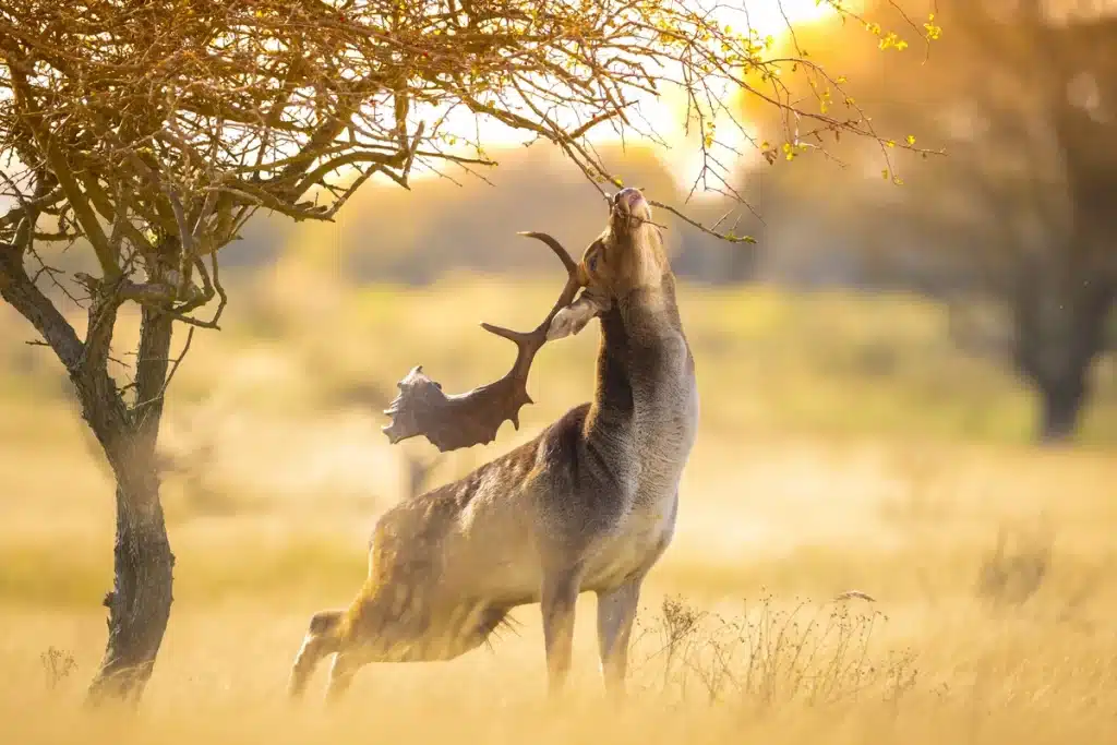 Damwild - Wildtiere in Europa