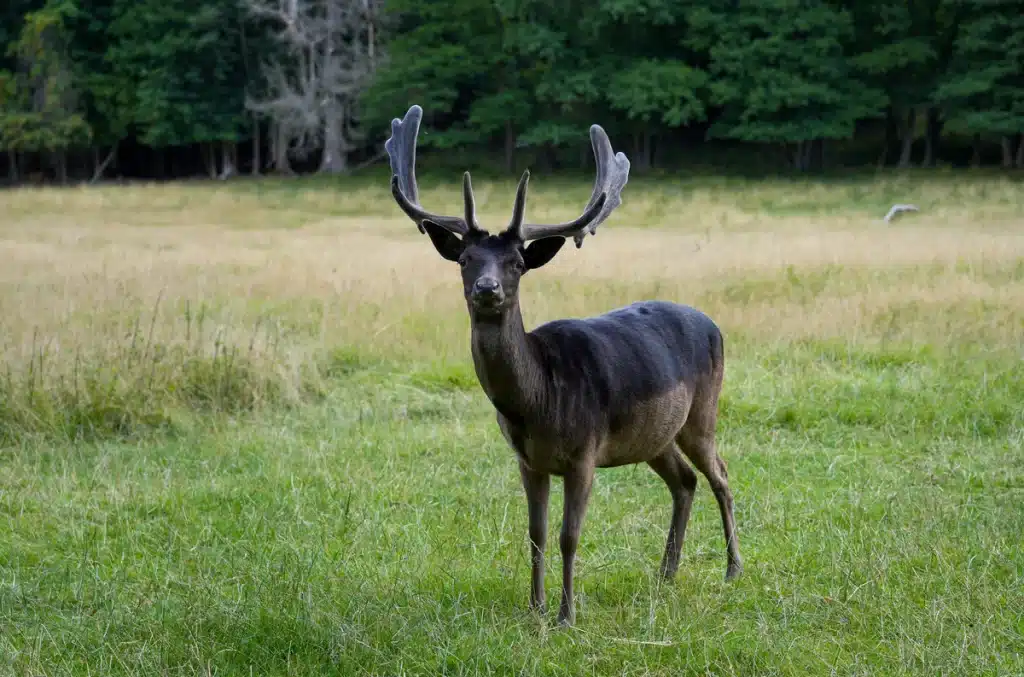 Damwild in Schwarz auf einer Wiese - Wildtiere in Europa