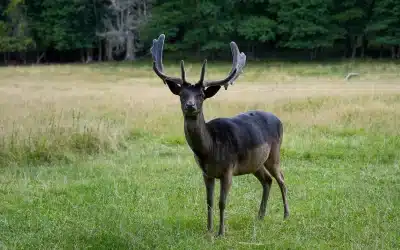 Damwild in schwarz – Ein seltener Farbmorph des Damwilds