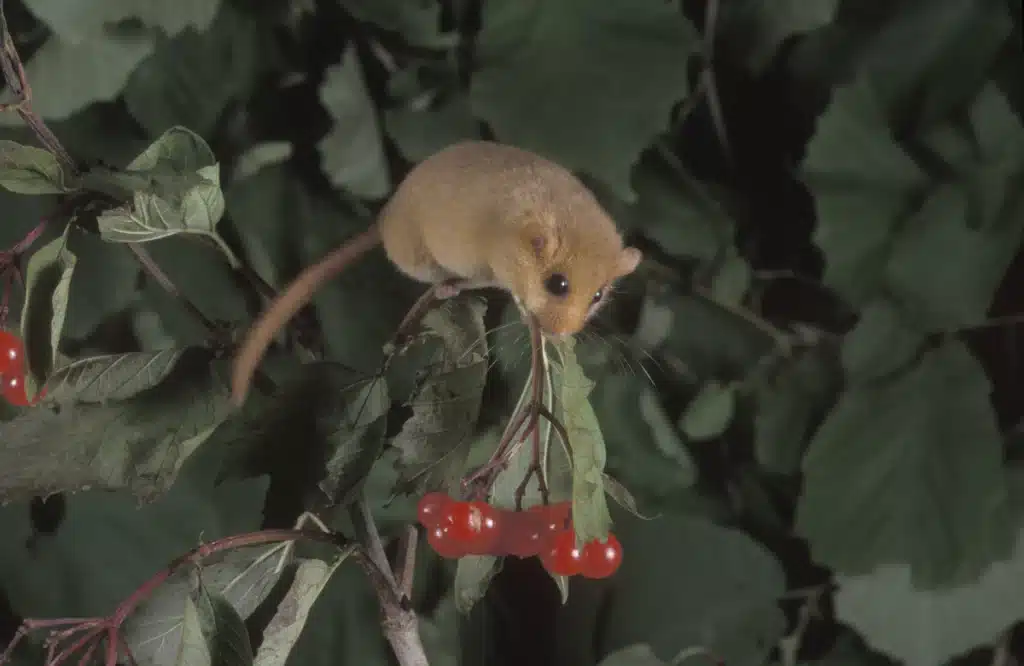 Die Haselmaus Nahrung - Wildtiere in Europa