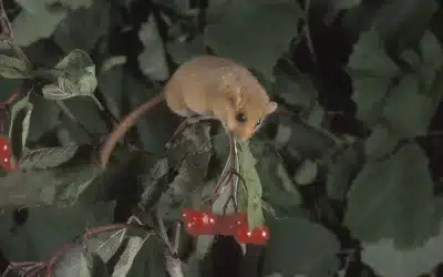 Haselmaus Nahrung