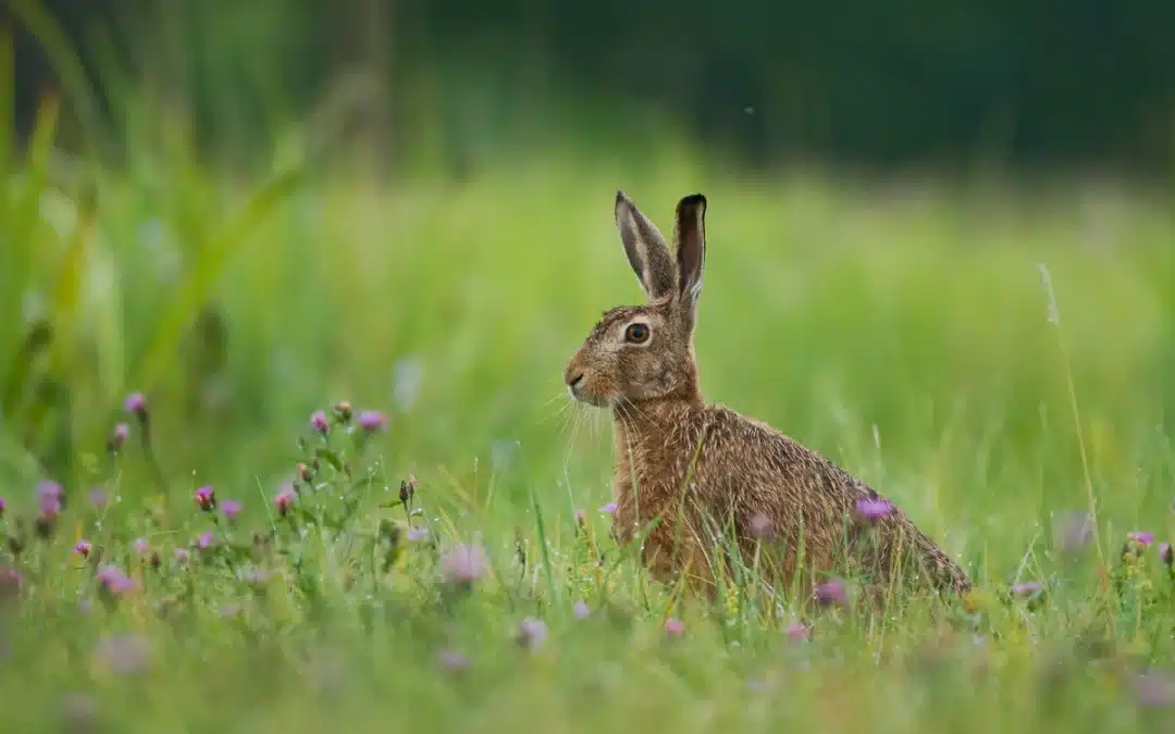 Feldhase Aussehen – Merkmale und besondere Kennzeichen