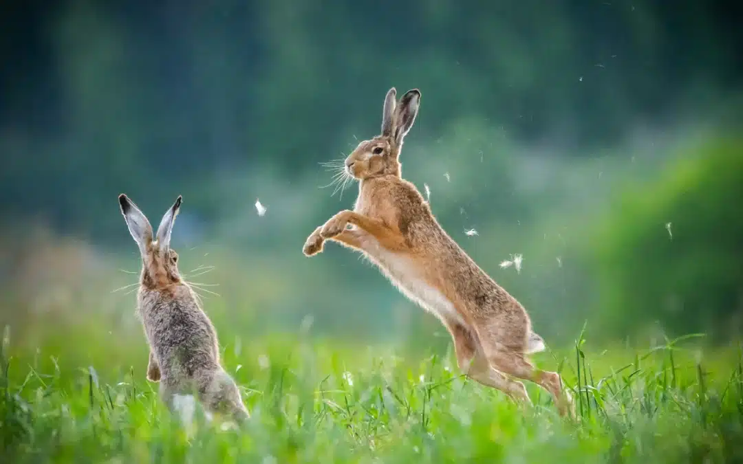 Feldhase Feinde – Ein detaillierter Einblick in die Räuber-Beute-Beziehungen