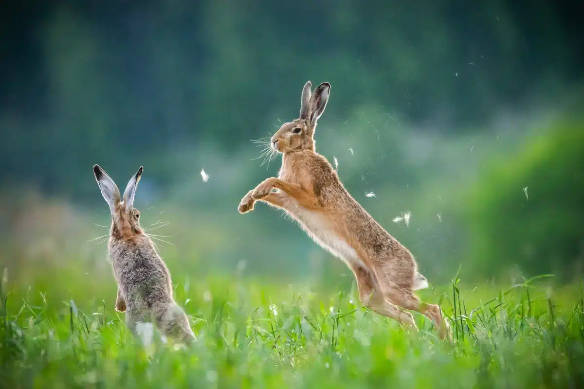 Feldhase Feind - Wildtiere in Europa